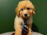 Toypoodle Yavrumuz