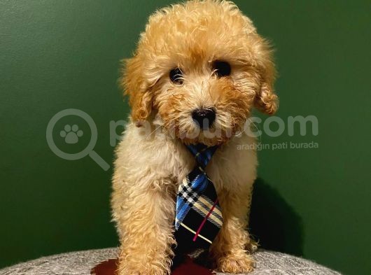 Toypoodle Yavrumuz görsel