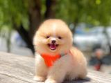 Safkan Pomeranian Boo Yavrular