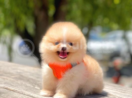 Safkan Pomeranian Boo Yavrular görsel