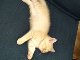 Bal Tatlisi Erkek British Shorthair Yavru