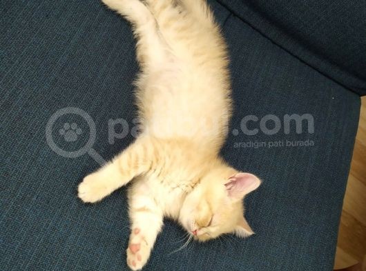 Bal Tatlisi Erkek British Shorthair Yavru görsel