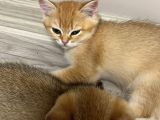 Saf Kan British Shorthair