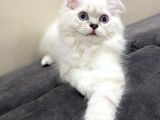 Scottish Straight Longhair Pamuk