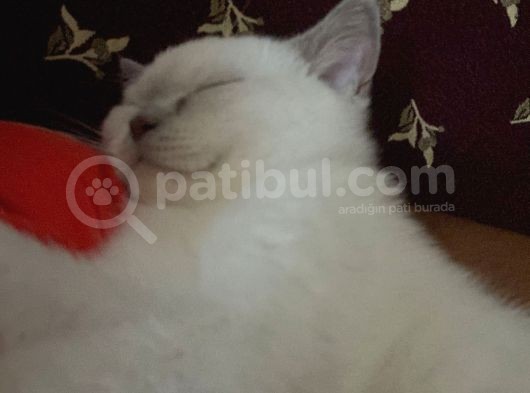 British Blue Point Yavrumuza Yuva Arıyoruz görsel