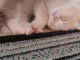 Bal Tatlisi Erkek British Shorthair Yavru