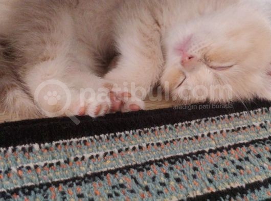Bal Tatlisi Erkek British Shorthair Yavru görsel