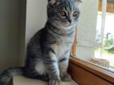 Scottish Fold Yavru
