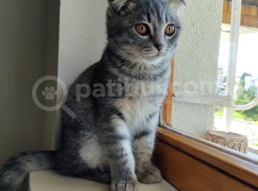 Scottish Fold Yavru
