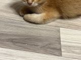 Saf Kan British Shorthair