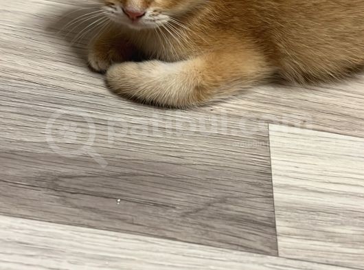 Saf Kan British Shorthair görsel
