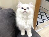 Scottish Straight Longhair Pamuk