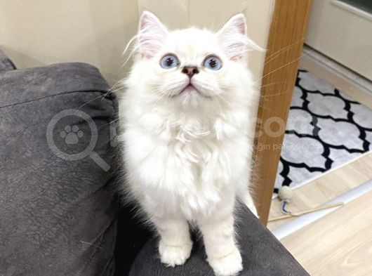 Scottish Straight Longhair Pamuk görsel