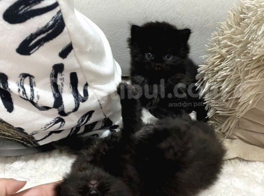 British Longhair Yavru görsel