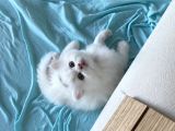 British Longhair Yavru