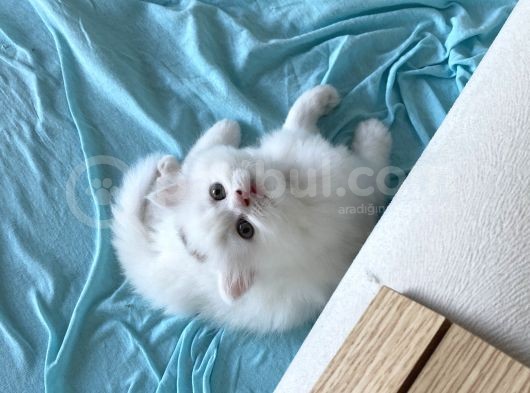 British Longhair Yavru