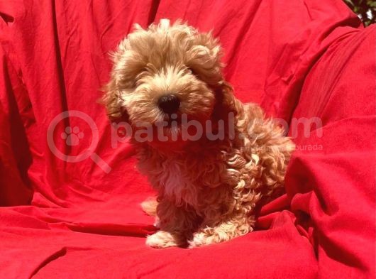 Orji̇nal Malti̇po Yavrular  görsel