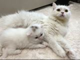 British Longhair Yavru