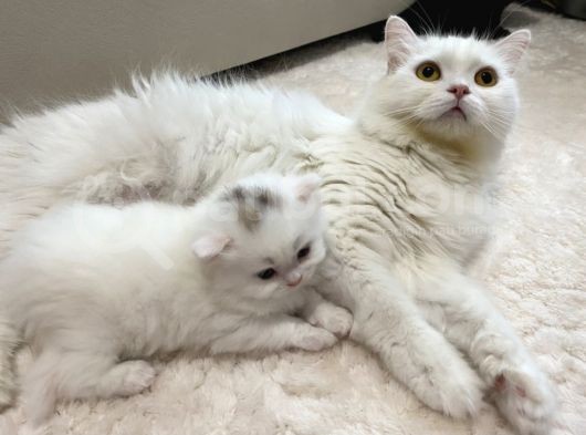 British Longhair Yavru görsel
