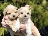 Dizayn Irk Sevimli Maltipoo Yavrular