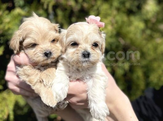 Dizayn Irk Sevimli Maltipoo Yavrular görsel