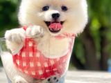 Safkan Pomeranian Boo Yavrular