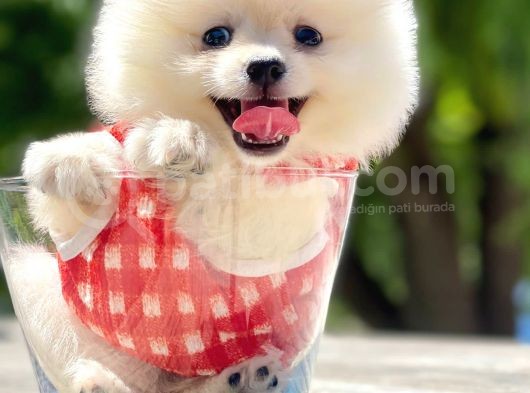 Safkan Pomeranian Boo Yavrular görsel