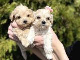 Dizayn Irk Sevimli Maltipoo Yavrular