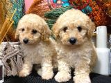 Sağlik Ve Irk Garanti̇li̇ Show Kali̇te Toy Poodle Yavrularim