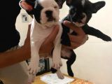 45Günlük Fransız Bulldog Yavrularımız Dişili Erkekli