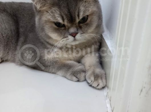 Ladyfinger Catteryden British Yavrular görsel