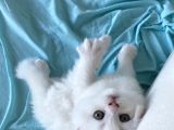 British Longhair Yavru
