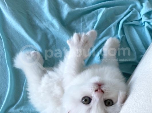 British Longhair Yavru görsel