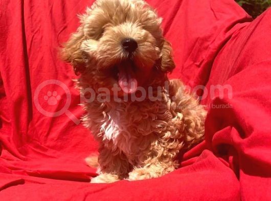 Orji̇nal Malti̇po Yavrular  görsel