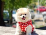 Safkan Pomeranian Boo Yavrular