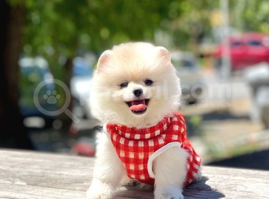 Safkan Pomeranian Boo Yavrular görsel