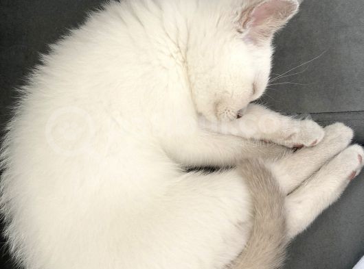 British Blue Point Yavrumuza Yuva Arıyoruz görsel
