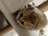 Saf Kan British Shorthair