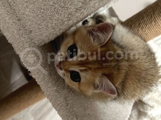 Saf Kan British Shorthair görsel