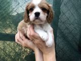 Cavalier King Charles Beybi