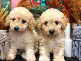 Sağlik Ve Irk Garanti̇li̇ Show Kali̇te Toy Poodle Yavrularim