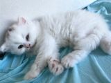British Longhair Yavru