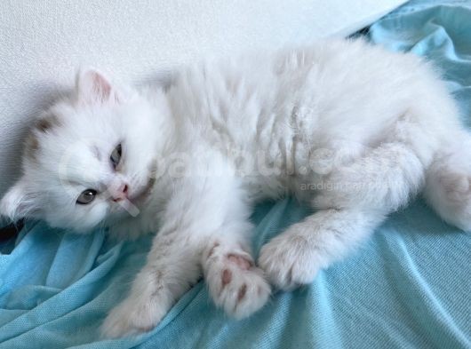 British Longhair Yavru görsel