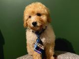 Toypoodle Yavrumuz