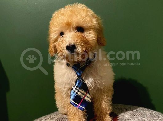 Toypoodle Yavrumuz görsel