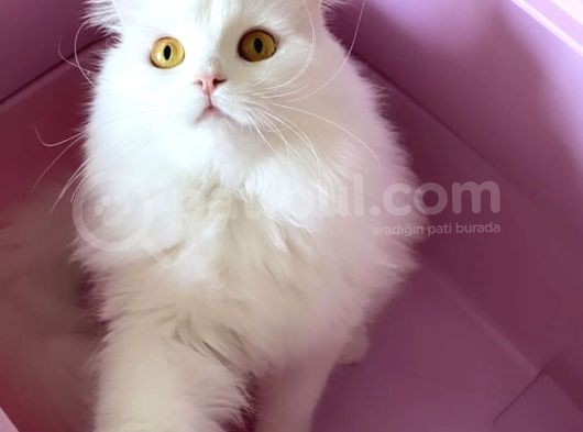 British Longhair Yavru görsel