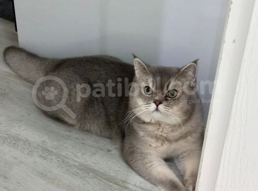 Aşıları Yapılmış Eşyasıyla British Shorthair