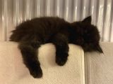 British Longhair Yavru