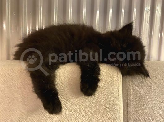 British Longhair Yavru görsel