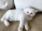 British Longhair Yavru